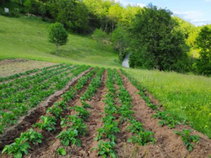 مونتينيغرو. على بعد 9 كم من موكوفات في اتجاه بييلو بولي، يتم بيع عقار ريفي بمساحة 3.1 هكتار. — ابحث عن عقار قيد الإنشاء أو عقار معاد بيعه مباشرة من المطورين والملاك GEOLN.COM. صورة فوتوغرافية 7