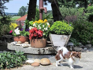 Будинок в Чехії, Височина, Темиця Продаж — Пошуковик нерухомості від забудовників і власників GEOLN.COM. Фото 3