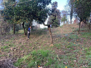 Ділянка — Пошуковик нерухомості від забудовників і власників GEOLN.COM. Фото 6