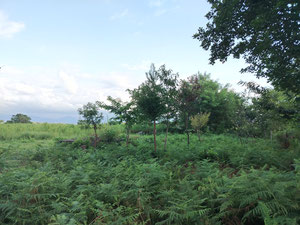 ділянка для забудови — Пошуковик нерухомості від забудовників і власників GEOLN.COM. Фото 3