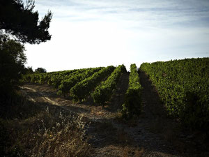 法国，奥西塔尼亚，卡尔卡松的豪华房地产 — 来自开发商和业主的房地产搜索引擎 GEOLN.COM. 照片 11