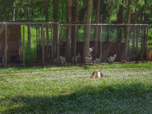 נכס מסחרי אחר בהרים, בפרברים, ביער בבולגריה, אזור Ruse — חיפוש נדל"ן מפרטי ומקבלן GEOLN.COM. תמונה 8