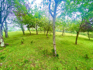 Земельна ділянка в Квирикі — Пошуковик нерухомості від забудовників і власників GEOLN.COM. Фото 4