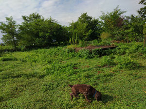 ділянка для забудови — Пошуковик нерухомості від забудовників і власників GEOLN.COM. Фото 2