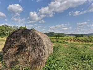 Production in a village in Italy, Tuscany, Livorno — Find off-plan property or real estate resale directly from developers and owners GEOLN.COM. Photo 11