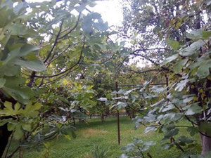 Котедж в Мухиані. Нерухомість в Тбілісі, Мухиані — Пошуковик нерухомості від забудовників і власників GEOLN.COM. Фото 12