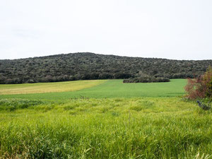 意大利格罗塞托山区、郊区、森林、海边的别墅 — 来自开发商和业主的房地产搜索引擎 GEOLN.COM. 照片 12