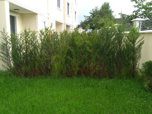 Нерухомість в Batumi Villas — дивіться на пошуковику нерухомості GEOLN.COM. Фото 13