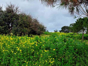 马耳他别墅，Sviyi 出售 — 来自开发商和业主的房地产搜索引擎 GEOLN.COM. 照片 9