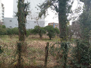 巴统土地出售 — 来自开发商和业主的房地产搜索引擎 GEOLN.COM. 照片 3