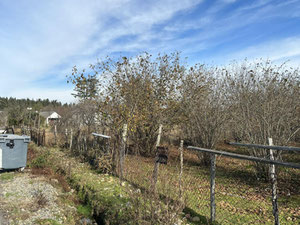 Продається земельна ділянка в селі Двабзу — Пошуковик нерухомості від забудовників і власників GEOLN.COM. Фото 8